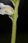 Texas lady's tresses